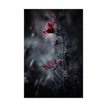 Fabien Bravin 'Passion Reds' Canvas Art,16x24